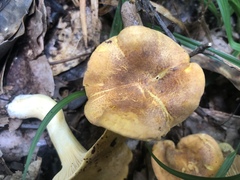 Cantharellus lewisii