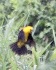 Gymnomystax mexicanus