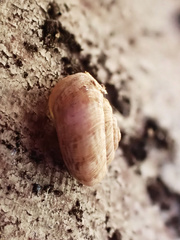 Microxeromagna lowei