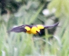Gymnomystax mexicanus