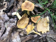 Cantharellus lewisii