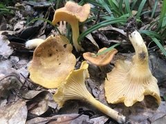 Cantharellus lewisii