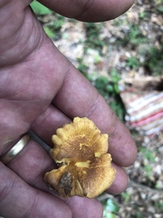 Cantharellus lewisii
