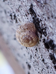 Microxeromagna lowei