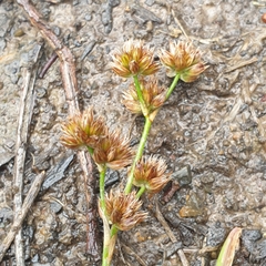 Juncus pallescens