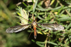 Leptotarsus mastersi