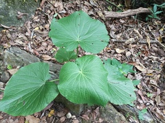 Piper umbellatum