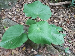 Piper umbellatum