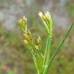 Juncus articulatus