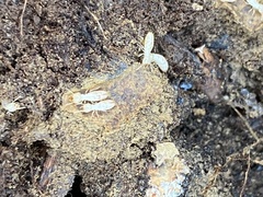 Reticulitermes flavipes