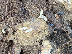 Reticulitermes flavipes