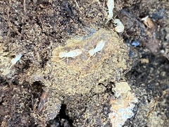 Reticulitermes flavipes