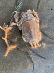 Blepharipoda occidentalis