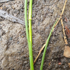 Juncus articulatus