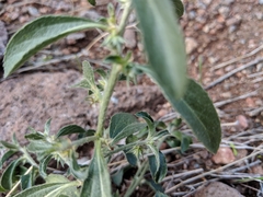 Ditaxis serrata