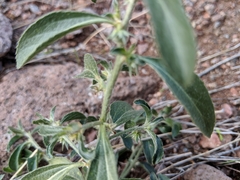 Ditaxis serrata