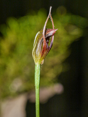 Pterostylis