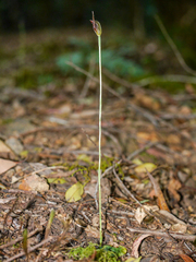 Pterostylis