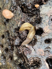 Prophysaon andersonii