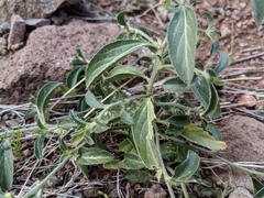 Ditaxis serrata