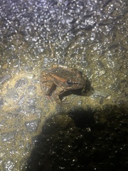 Rana draytonii