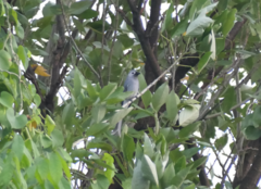 Dicrurus leucophaeus leucogenis