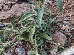 Ditaxis serrata