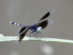 Erythrodiplax attenuata