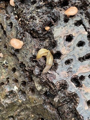 Prophysaon andersonii