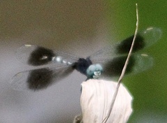 Erythrodiplax attenuata