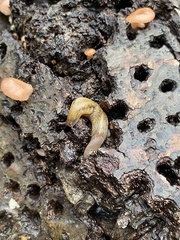 Prophysaon andersonii