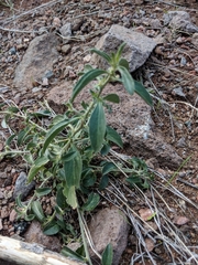 Ditaxis serrata