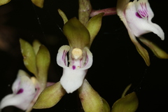 Sarcochilus australis