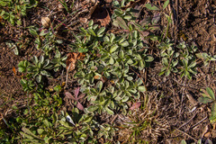 Antennaria neglecta