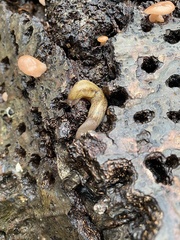 Prophysaon andersonii