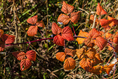 Rubus occidentalis