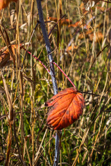 Rubus occidentalis