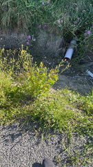 Urospermum picroides