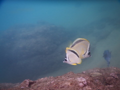 Johnrandallia nigrirostris