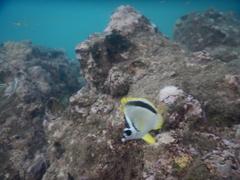 Johnrandallia nigrirostris