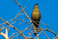 Quiscalus mexicanus