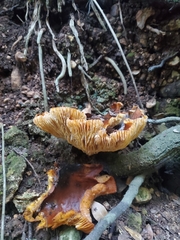 Omphalotus olearius