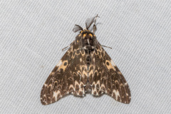 Lymantria beatrix