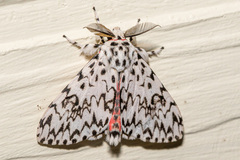 Lymantria singapura