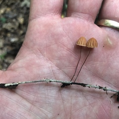 Marasmius fulvoferrugineus
