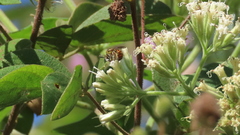 Mikania cordifolia