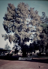 Angophora floribunda