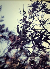 Angophora floribunda
