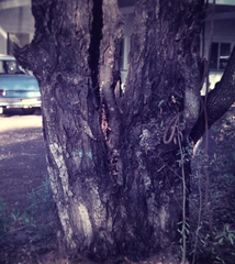 Angophora floribunda