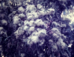 Angophora floribunda